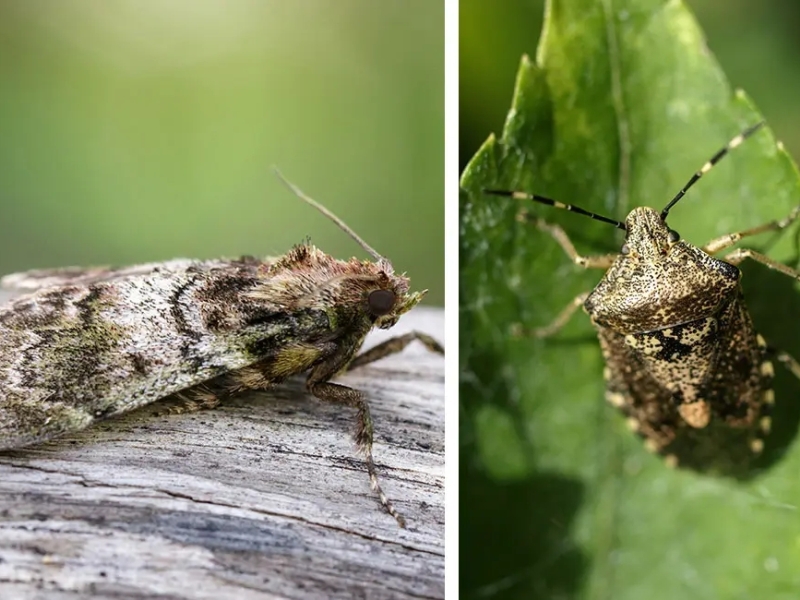 Lutter contre les mites ou les punaises